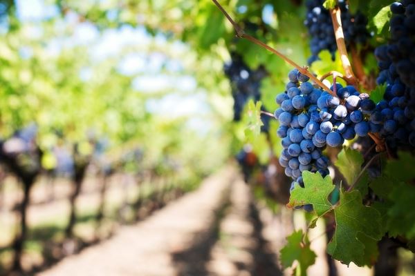 Совфед одобрил закон о виноградарстве и виноделии